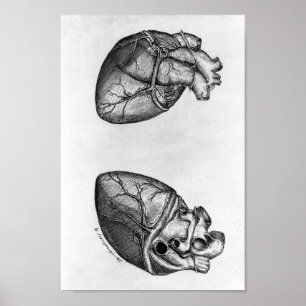 Vintage anatomische Illustration Poster