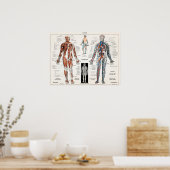Vintage anatomische Illustration Poster (Küche)