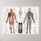 Vintage anatomische Illustration Poster (Vorne)