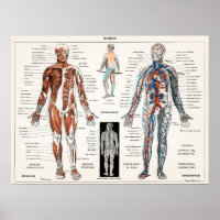 Vintage anatomische Illustration