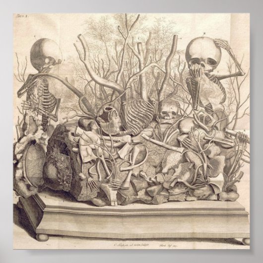 Vintage anatomische Illustration Poster (Vorne)