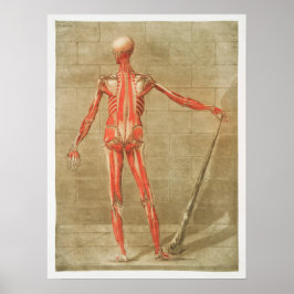 Vintage anatomische Illustration Poster