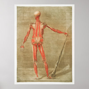 Vintage anatomische Illustration Poster