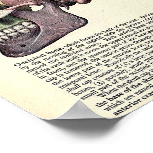 Vintage anatomische Illustration Poster (Ecke)