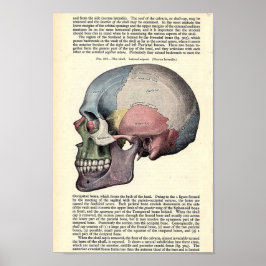 Vintage anatomische Illustration Poster