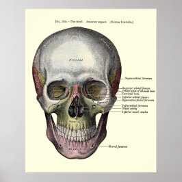 Vintage anatomische Illustration Poster