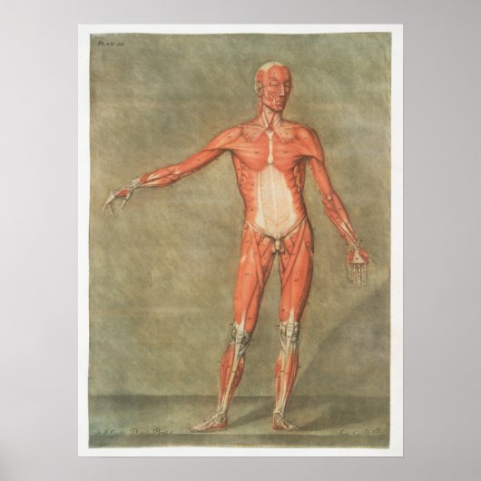 Vintage anatomische Illustration Poster (Vorne)