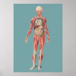Vintage anatomische Illustration Poster