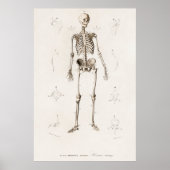 Vintage anatomische Illustration Poster (Vorne)