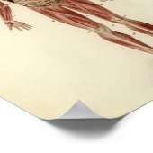 Vintage anatomische Illustration Poster (Ecke)