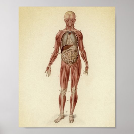 Vintage anatomische Illustration Poster (Vorne)