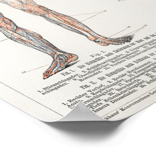 Vintage anatomische Illustration Poster (Ecke)