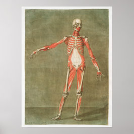 Vintage anatomische Illustration Poster