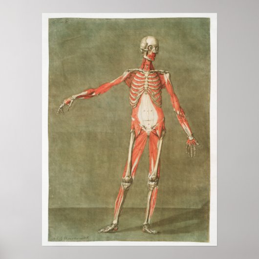 Vintage anatomische Illustration Poster (Vorne)