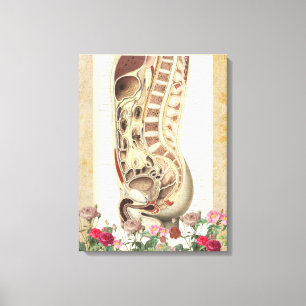 Vintage anatomische Leinwand