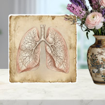 Vintage Anatomische Lungen-Illustrationsskizze