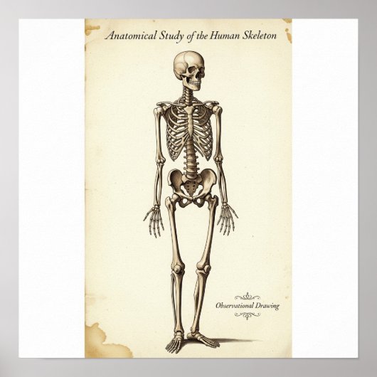 Vintage anatomische Studie Poster (Vorne)