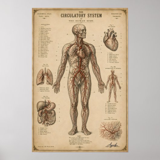 Vintage anatomisches Kreislaufsystem Poster (Vorne)