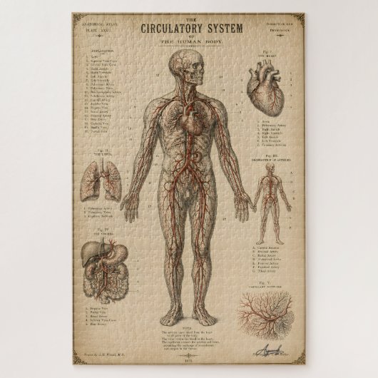 Vintage anatomisches Kreislaufsystem Puzzle (Vertikal)
