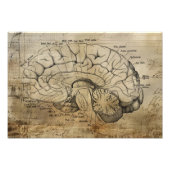 Vintage Anatomy Brain Diagram Fotodruck (Vorne)