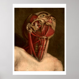 Vintage Anatomy | Head and Neck Poster