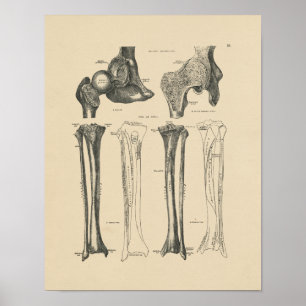 Vintage Angesagte Anatomie 1880 Print Poster