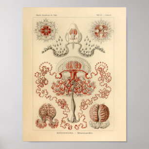Vintage Anthomedusae Color Ernst Haeckel Art Prinz Poster
