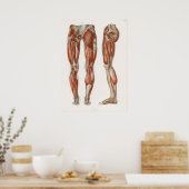 Vintage antike Anatomie Anatomisches Diagramm Poster (Küche)