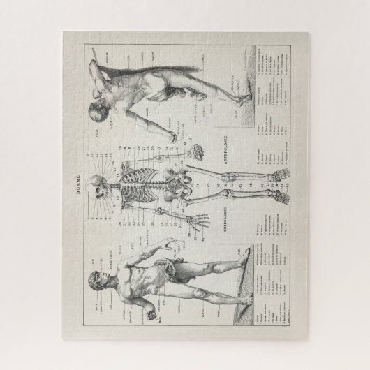 Vintage antike Anatomie Anatomisches Diagramm Puzzle (Vertikal)