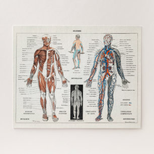 Vintage antike Anatomie Puzzle