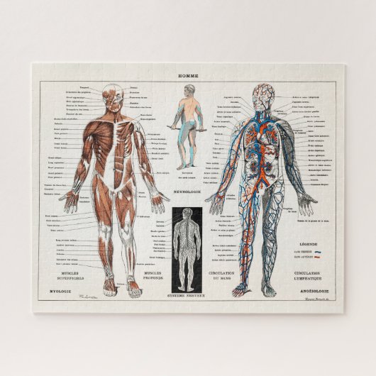 Vintage antike Anatomie Puzzle (Horizontal)