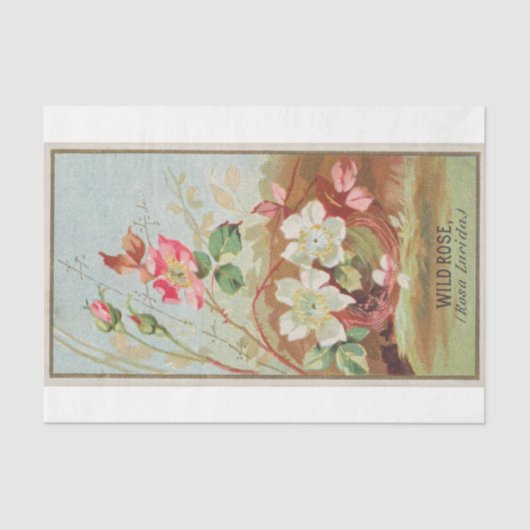 Vintage antike Blume der Wilden Rose Seidenpapier (Vorderseite)