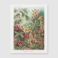 Vintage antike Blume Regenwald