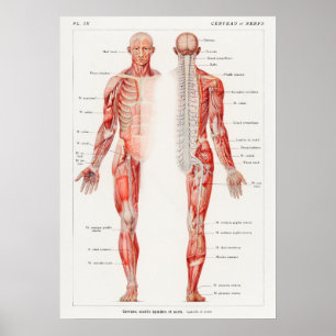 Vintage antike französische anatomische Medizin Poster