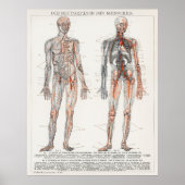 Vintage antike Medizinische Anatomische Abbildung Poster (Vorne)