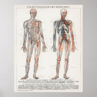 Vintage antike Medizinische Anatomische Abbildung Poster