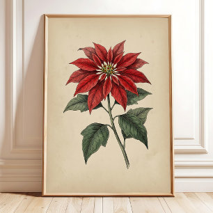 Vintage-antike Poinsettia-Botanik-Wandkunst Poster