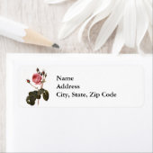 Vintage antike rosa Gartenanlage Rose in Blumen (Insitu)