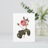 Vintage antike rosa Gartenanlage Rose in Blumen Postkarte (Stehend Vorderseite)