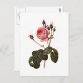Vintage antike rosa Gartenanlage Rose in Blumen Postkarte (Vorne/Hinten)