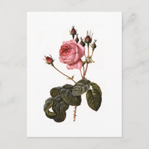 Vintage antike rosa Gartenanlage Rose in Blumen Postkarte
