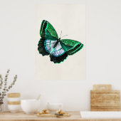 Vintage antike Schmetterlingsblende der 1800er Jah Poster (Küche)