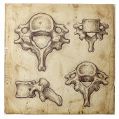 Vintage Antique Anatomical Vertebrae Illustration Fliese (Vorderseite)
