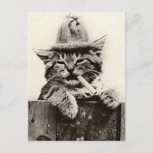 Vintage Antique Funny Nostalgie niedliche Katze/Kä Postkarte (Vorderseite)