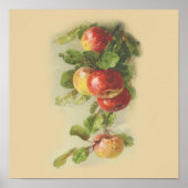 Vintage Äpfel Poster (Vorne)