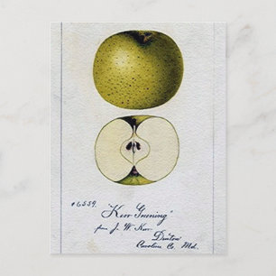 Vintage-Apfel-Rezeptkarte Postkarte