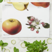 Vintage Äpfel Teetuch Geschirrtuch (Gefaltet)