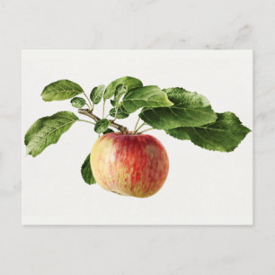 Vintage Apfelfrucht Aquarellmalerei Postkarte