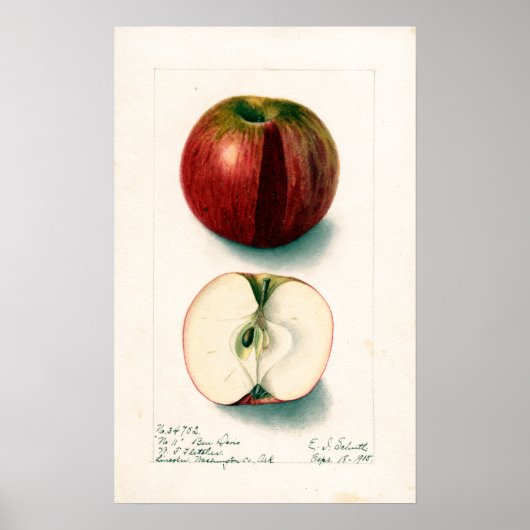 Vintage Apple Botanical Illustration Poster (Vorne)