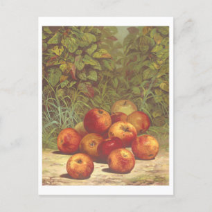 Vintage Apple-Lithografie-Postkarte Postkarte